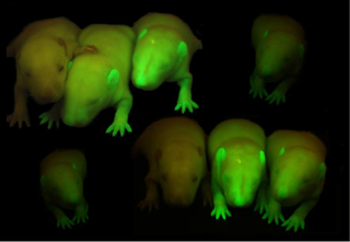 Illustration for article titled Here's How Mass Effect's Biological Warfare is Scientifically Possible
